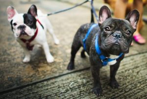 Hvornår er det bedste tidspunkt at gå tur med din hund?