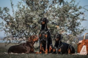 Doberman Pinscher: En ejendommelig og elegant race