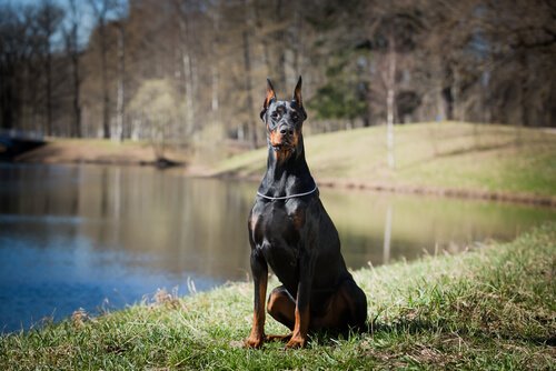 Doberman vagthund