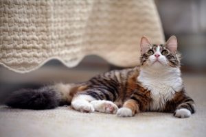 Guide til at have en kat derhjemme