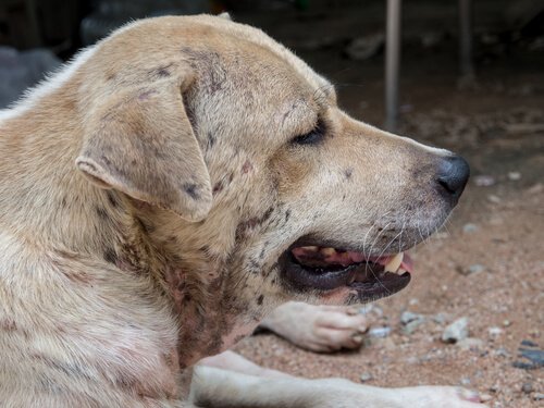 hund med eksem på halsen