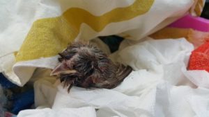 Hvad gør du, hvis du finder en fugleunge på jorden?