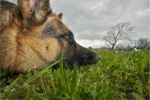 Giftige planter for hunde