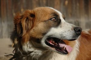 Hvad skal du gøre når din hund laver gylpelyde?