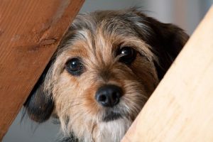 Sådan hjælper du din hund når det er tid til et bad