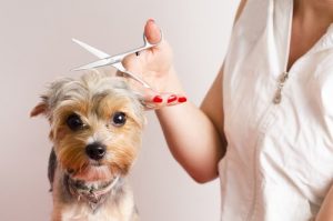 Gode råd til hunde, der har det svært hos hundefrisøren