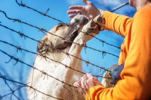 Iransk soldat mister sit ben for at redde en hund