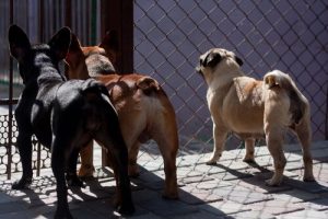Taiwan forbyder kød fra hunde og katte
