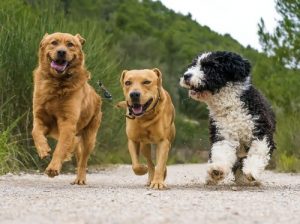Sådan håndterer du en hunhund i løbetid