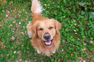 Hvordan udtrykker hunde sig?