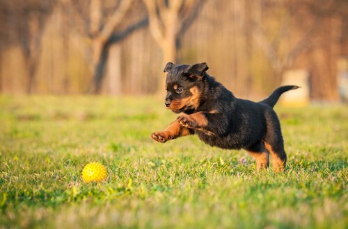 rottweiler hvalp