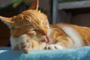 Hvorfor burde vi alle have kat?