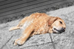 Sådan hjælper du med til at din hund får flere blodplader