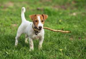 Navne til korthårede hunde