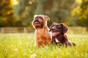 Alt, hvad du bør vide om, at hunde hilser