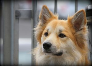 Sådan renser du din hunds ører