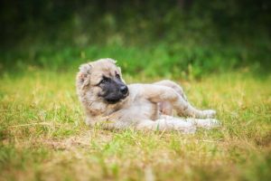 Derfor elsker hunde at rulle sig i mudder