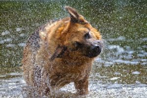 Hvorfor ryster din hund sig?