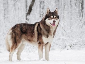 5 nordiske hunderacer
