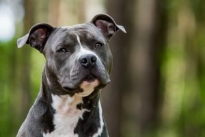 Hvilke hunde er nemme at træne?