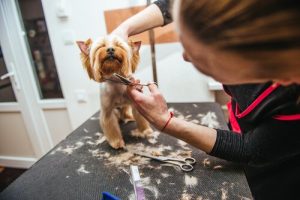 Skal jeg give mit kæledyr en sommerklipning?