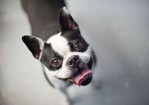 Boston Terriers er nemme