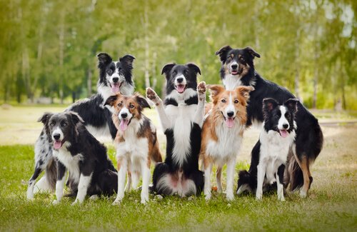 21 facts om hunde, som vil gøre dig målløs. Del 2