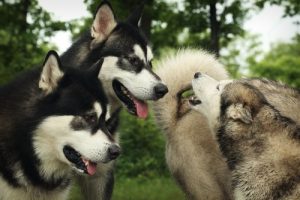 Kan hunde genkende deres familiemedlemmer?