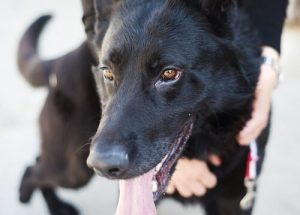 Han brugte sine sidste dage på at pleje hjemløse hunde