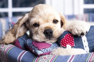 Kan hunde spise honning?