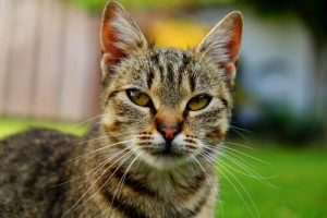 Hvad er din kats alder i menneskeår?
