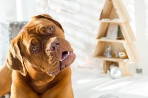 Hvorfor drejer din hund sit hoved når du snakker med den?