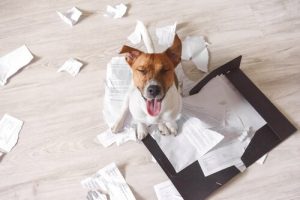 Undgå at din hund ødelægger dit hus, mens du er væk