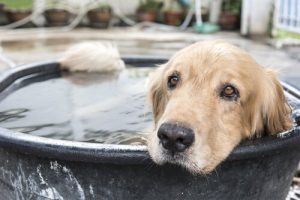 Sådan tager du dig bedst af din hund om sommeren