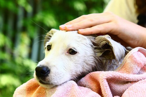 Klap hunden for at få et nært forhold til en hund
