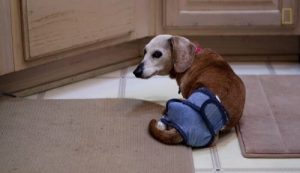 Mød kvinden, der tager sig af 30 ældre hunde