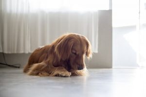 Hvorfor slikker hunhunde sig i skeden?