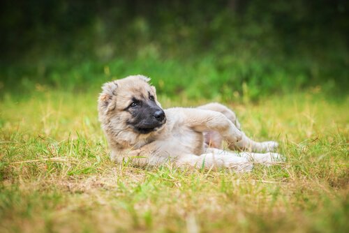 små hunde med store hunde