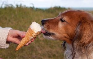 Hjemmelavet is til hunde, de vil elske