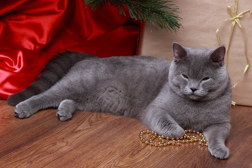 Russian Blue