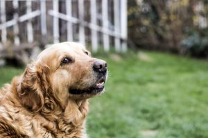 Grundlæggende pleje af ældre hunde