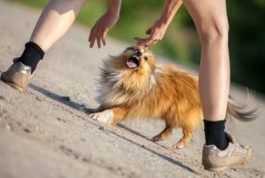 Hvis en hund angriber dig