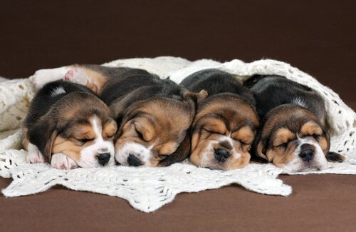 Beagle hvalpe