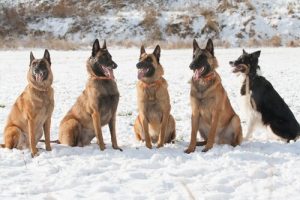 Den belgiske hyrdehund laekenois