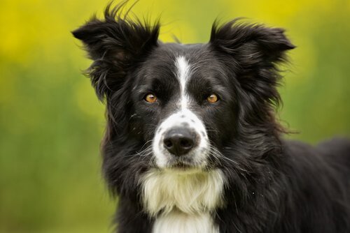 En border collie med sin sort-hvide pels
