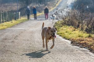Hvor længe skal jeg lede, hvis min hund løber væk?