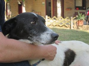 Vælg en fadder til dit kæledyr