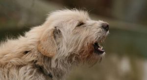 Forstå din hund når den gør