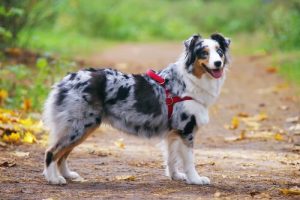 Halsbånd eller sele: Hvilken er bedst for din hund?