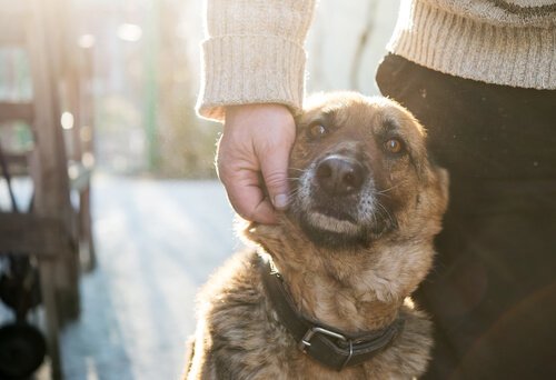 sød hund og ejer
